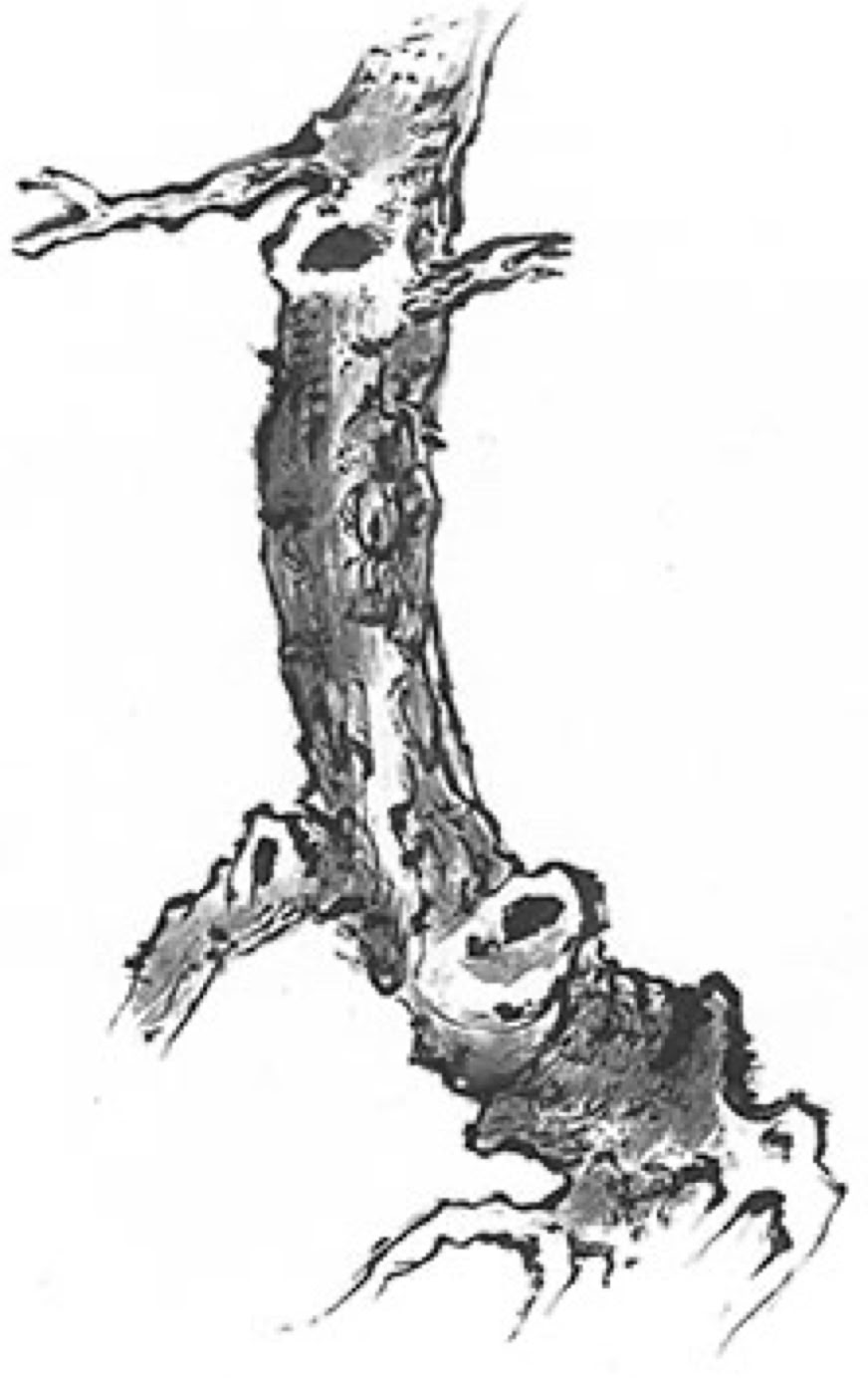 Chinese style drawing of a tree by Rinus Schulz